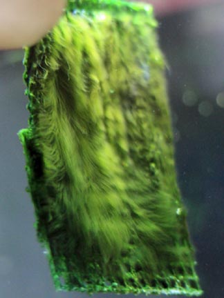 UasAlexleblancOnAS 5 - Lowest cost and easiest way to eliminate green hair, bubble, turf and slime algae